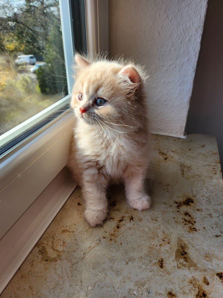 Süße reinrassige BKH Kitten mit Stammbaum, popular abgabebereit